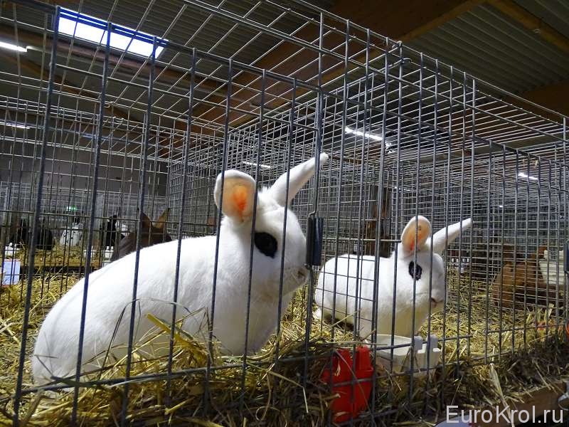 Кролики хотот в Хамме