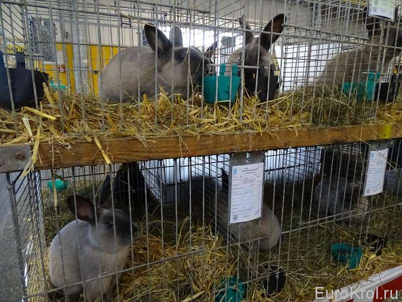 Кролики на выставке в Хамм