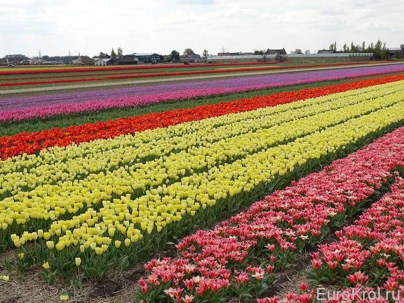 Нидерланды цветочные поля