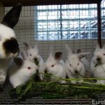 Кролики и крапива