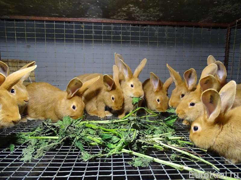 Кормление кроликов крапивой
