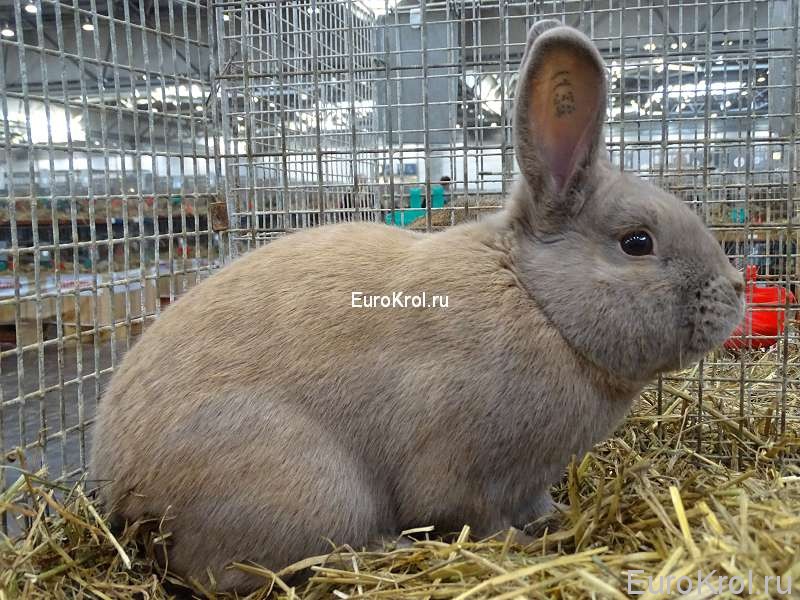 Кролик порода сепаратор - Separator (Sep)