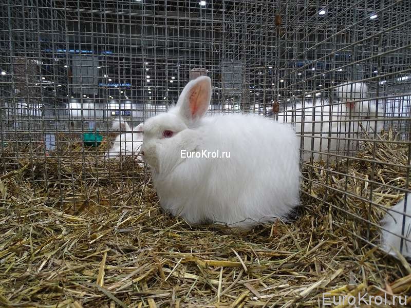 Лисий кролик белый