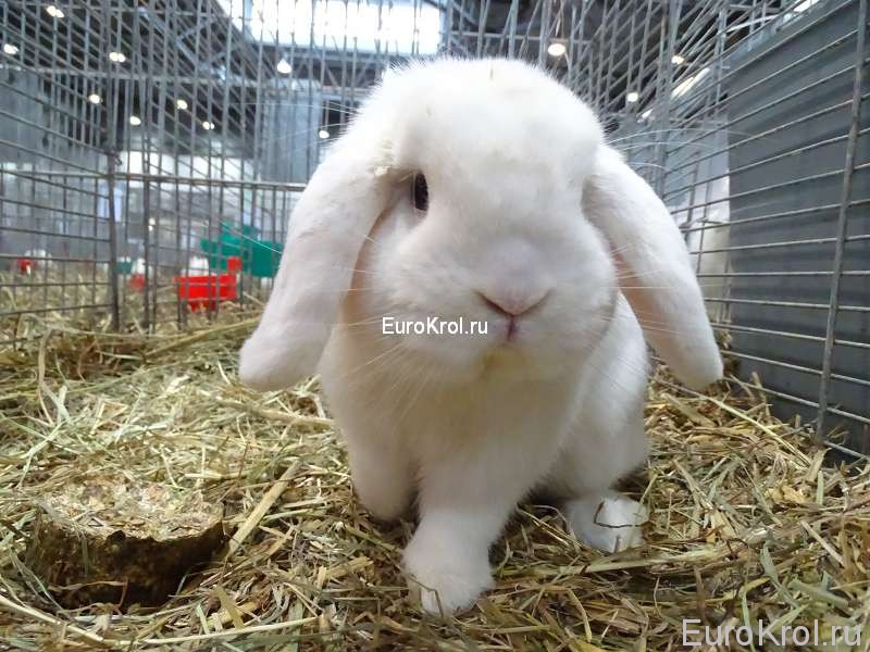 кролик карликовый белый баран с голубыми глазами