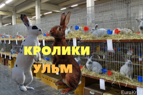 Кролики выставка Ульм